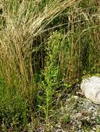 Image of fleabane