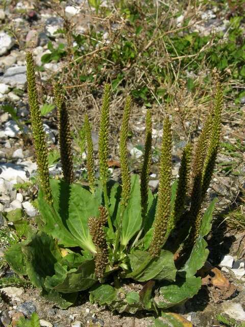 Image of plantain