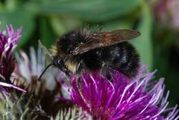 Image of Bombus soroeensis (Fabricius 1776)