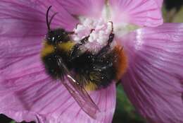 Image of Bombus soroeensis (Fabricius 1776)