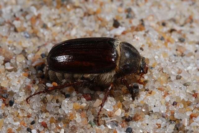 Image of European Chafers