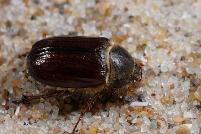 Image of European Chafers