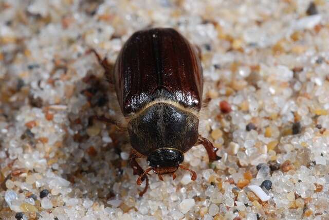 Image of European Chafers