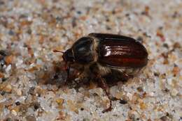 Image of European Chafers