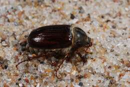 Image of European Chafers