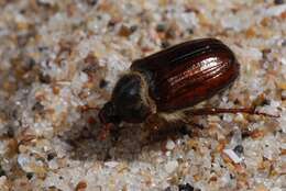 Image of European Chafers