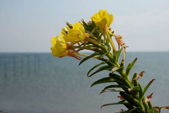 Oenothera ammophila Focke resmi