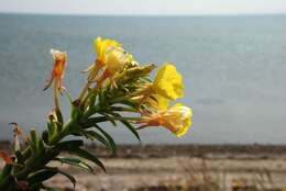 Oenothera ammophila Focke resmi