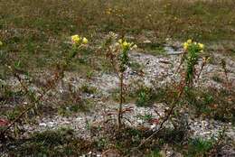 Imagem de Oenothera ammophila Focke