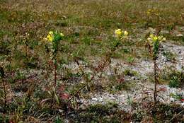 Oenothera ammophila Focke resmi