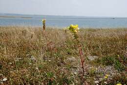 Oenothera ammophila Focke resmi