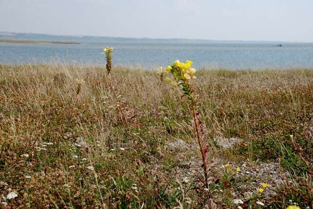 Imagem de Oenothera ammophila Focke