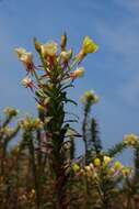 Oenothera ammophila Focke resmi