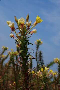 Image of Oenothera ammophila Focke