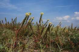 Oenothera ammophila Focke resmi