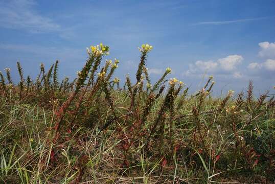 Image of Oenothera ammophila Focke