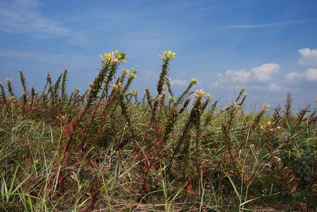 Oenothera ammophila Focke resmi