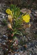 Imagem de Oenothera ammophila Focke