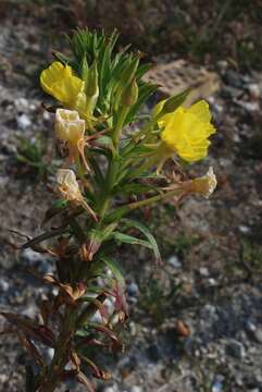 Imagem de Oenothera ammophila Focke