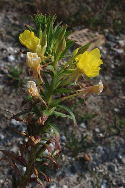 Oenothera ammophila Focke resmi