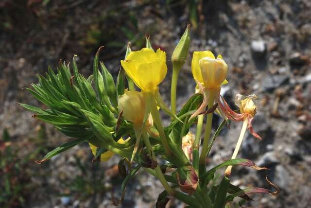 Oenothera ammophila Focke resmi