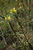 Oenothera ammophila Focke resmi