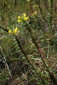 Imagem de Oenothera ammophila Focke