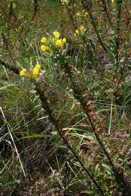 Oenothera ammophila Focke resmi