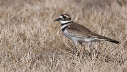 Image of Killdeer