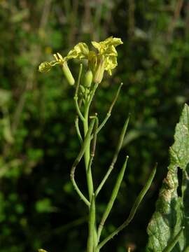 Image of radish