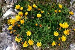 Image of hawkweed