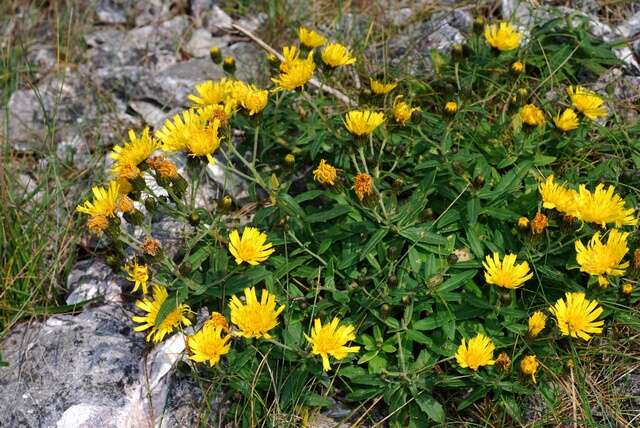 Image of hawkweed