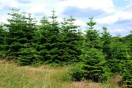 Image of Fir