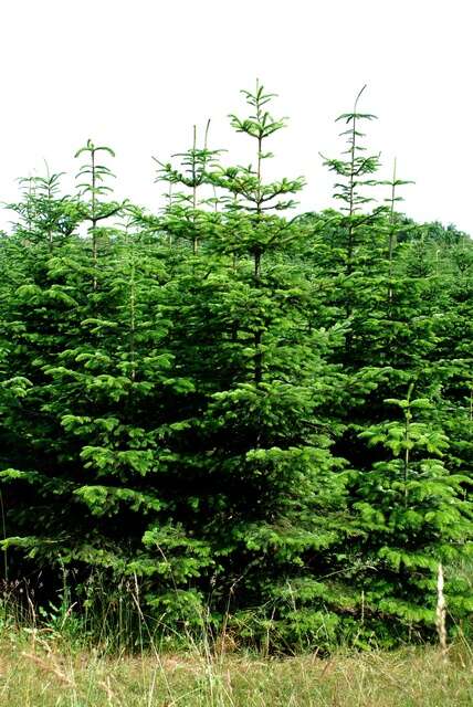 Image of Fir