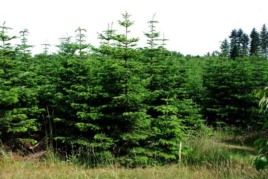 Image of Fir