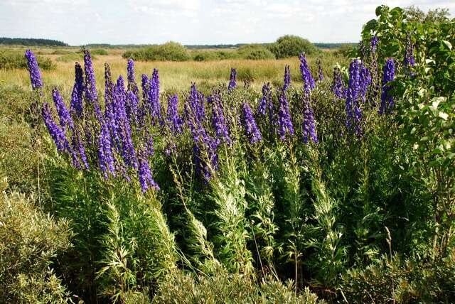 Слика од Aconitum napellus L.