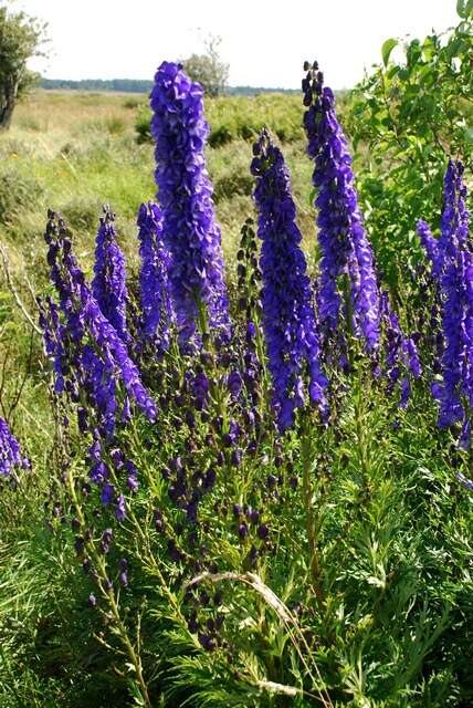 Слика од Aconitum napellus L.