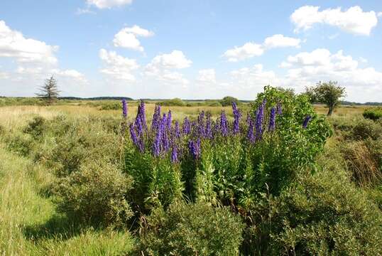 Слика од Aconitum napellus L.