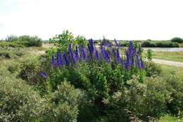 Слика од Aconitum napellus L.