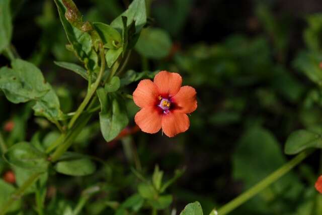 Image of Scarlet pimpernel