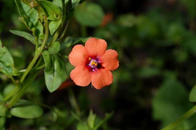 Imagem de Lysimachia arvensis subsp. arvensis