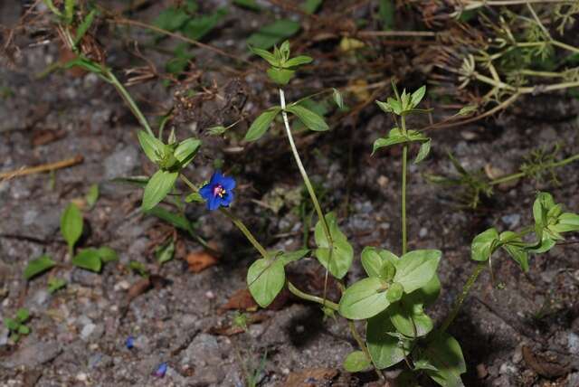 Imagem de Lysimachia foemina (Mill.) U. Manns & Anderb.