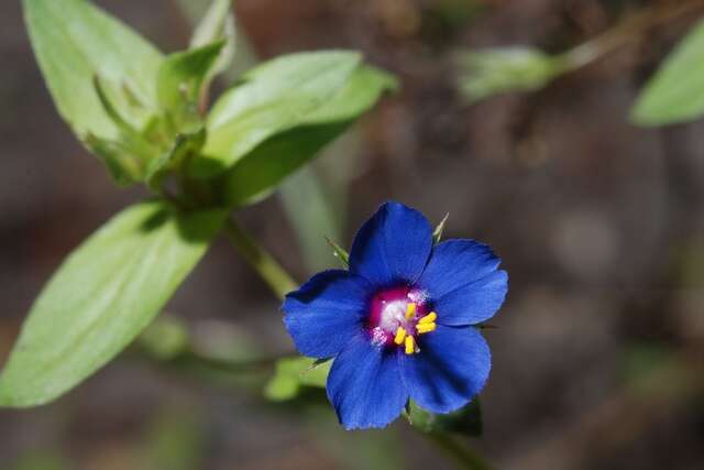 Imagem de Lysimachia foemina (Mill.) U. Manns & Anderb.