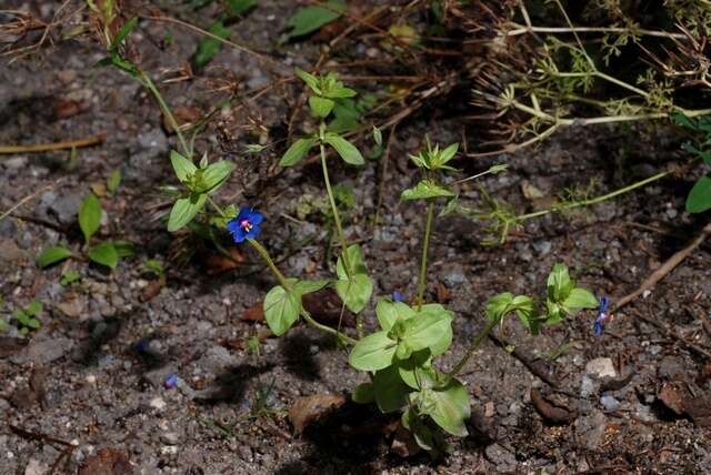 Imagem de Lysimachia foemina (Mill.) U. Manns & Anderb.