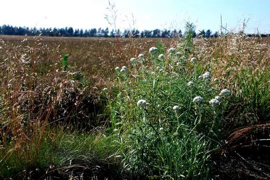 Image of pearly everlasting