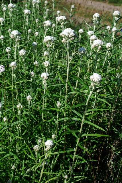 Image of pearly everlasting