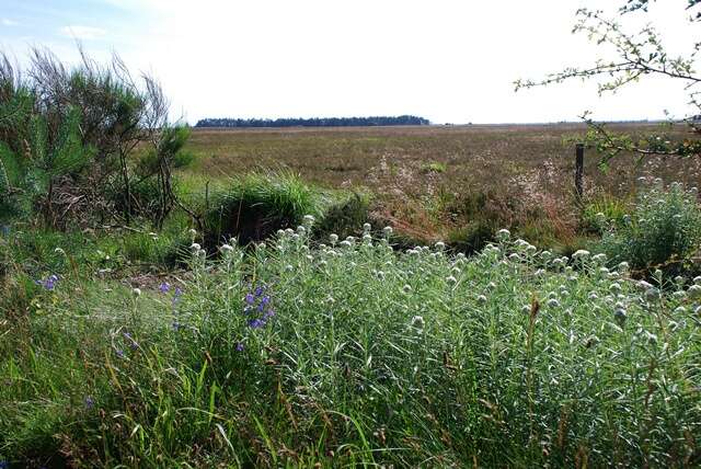 Image of pearly everlasting