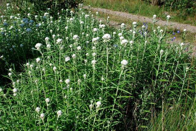 Image of pearly everlasting