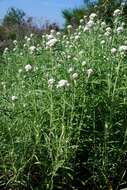 Image of pearly everlasting