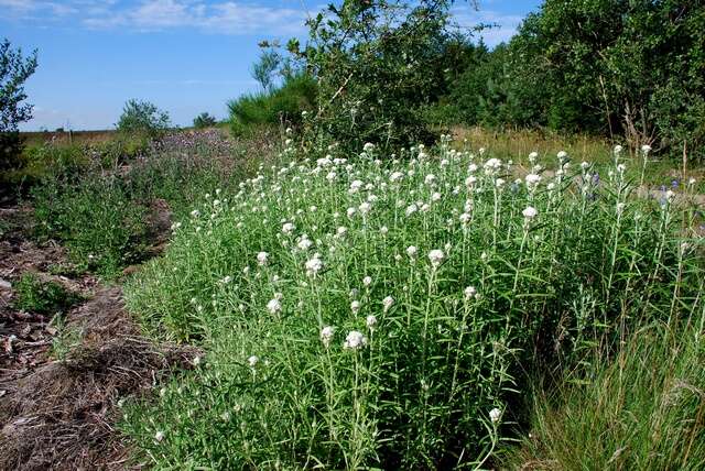 Image of pearly everlasting